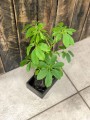 Schefflera na lawie