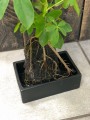 Schefflera Lavasteen na lawie