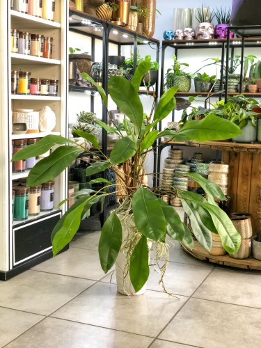 Anthurium gracile Red Pearl