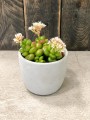 Sedum