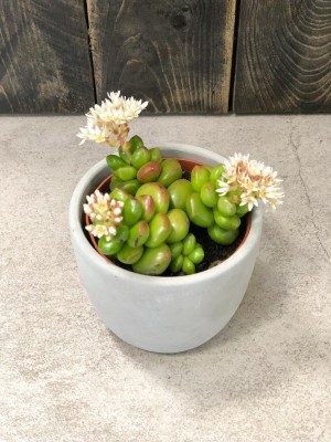 Sedum, rozchodnik mini
