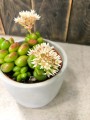 Sedum mini