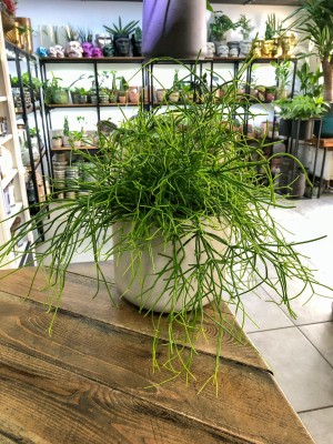 Rhipsalis Oasis, patyczak
