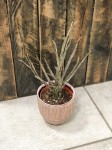 Euphorbia Platyclada, wilczomlecz