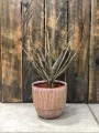 Dead plant