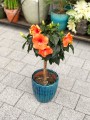 Hibiscus rosa sinensis róża chińska