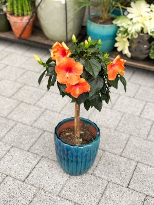 Hibiscus rosa sinensis, róża chińska