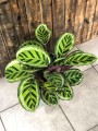 Calathea roseopicta Angela