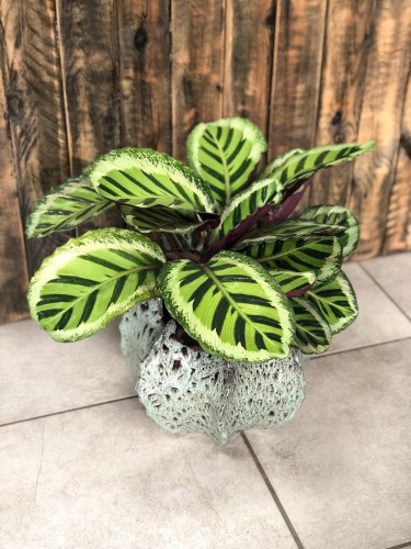 Calathea roseopicta Angela