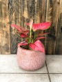 Aglaonema Sun Star