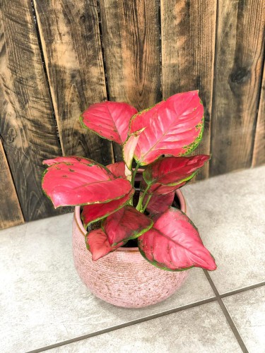 Aglaonema Sun Star