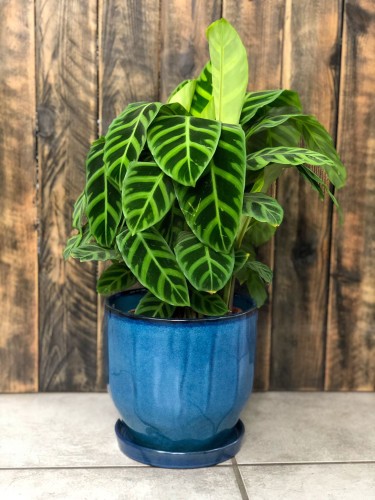 Calathea Zebrina