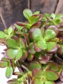 krasula ovata Minor