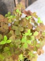 Oxalis spiralis vulcanicola Sunset Velvet szczawik