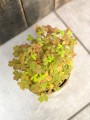Oxalis szczawik