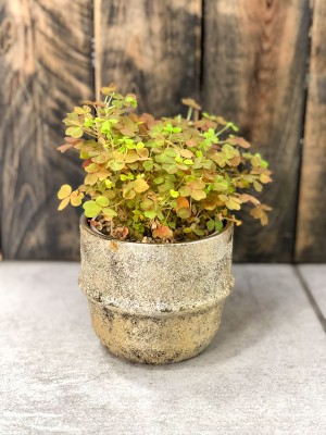 Oxalis spiralis vulcanicola Sunset Velvet, szczawik