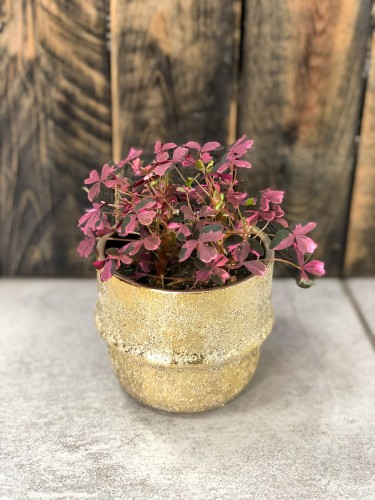 Oxalis  szczawik