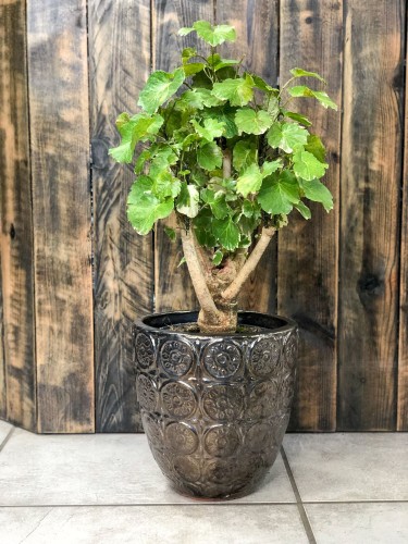 Polyscias Roble