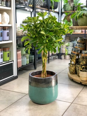 Schefflera arboricola Gold Capella, szeflera