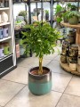Schefflera arboricola Gold Capella