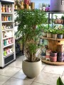 szeflera Arboricola Luseana