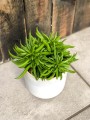 Peperomia Happy Bean