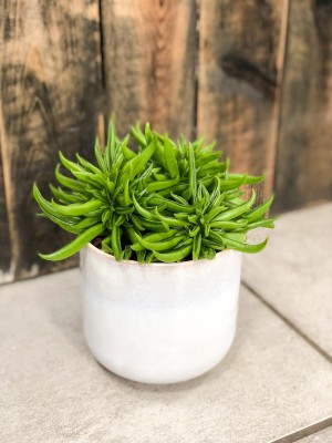Peperomia Happy Bean