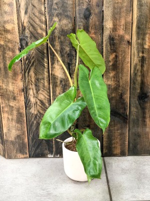 Philodendron Paraiso Verde, filodendron