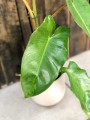 Philodendron Paraiso Verde