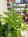 Epiphyllum chrysocardium Fishbone