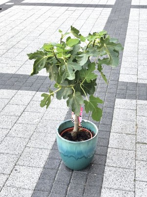 Ficus carica, figowiec, figa