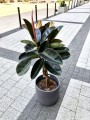 Ficus elastica Burgundy