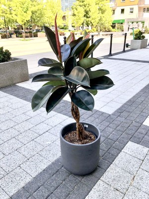 Ficus elastica Burgundy, fikus