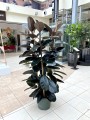 Ficus elastica Abidjan.jpg