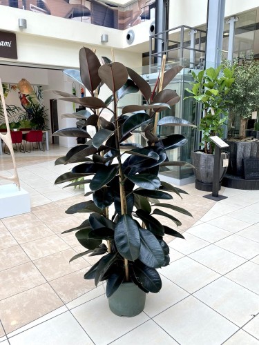 Ficus elastica Abidjan.jpg