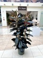 Ficus elastica Abidjan .jpg