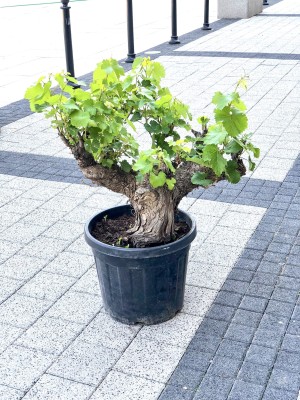 Vitis vinifera, winorośl europejska