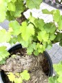 Vitis vinifera