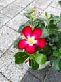 Adenium obesum Anouk Róża Pustyni