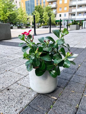 Adenium obesum Anouk, róża pustyni