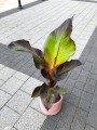 Ensete Maurelli red bananowiec
