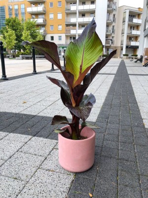 Ensete ventricosum Maurelli Red, bananowiec