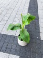 Musa Basjoo bananowiec