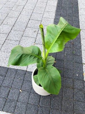 Musa Basjoo, bananowiec