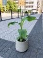 Musa Basjoo bananowiec