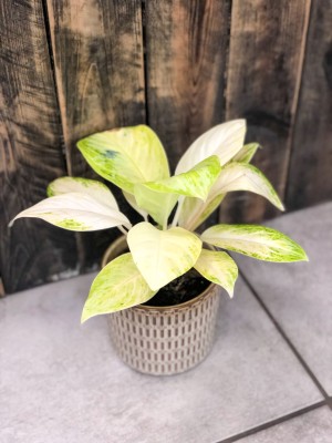 Aglaonema Arctic Lime