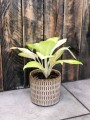 Aglaonema arctic lime