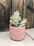 Euphorbia mammilaris, wilczomlecz