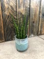 Sansewieria Fernwood Mikado