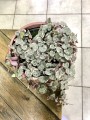 Ceropegia serduszka
